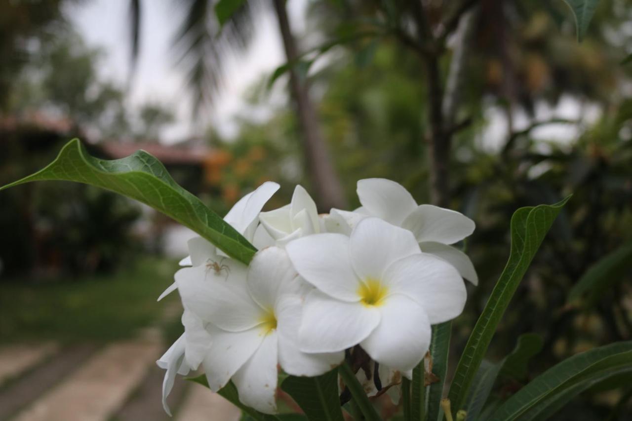Coconut Island Villa Tangalle Ngoại thất bức ảnh